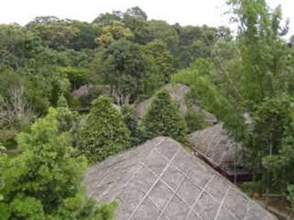 Elephant grass roofs at Spice Village