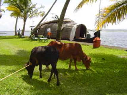 Cows graze in the gardens as we board the houseboat