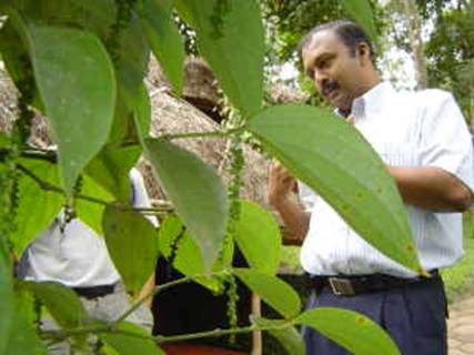 Anil Kumar