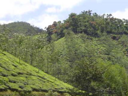Tea estate